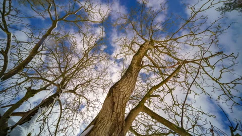 Clouds floating over the winter tree. Time lapse sky with clouds time-lapse Stock Footage 151796774