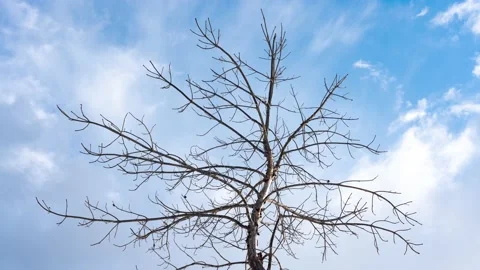 Clouds floating over the winter tree. Time lapse sky with clouds time-lapse Stock Footage 152474280
