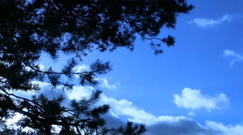 Clouds floating in the sky, tree branches swaying from a wind. Video stock 60232325