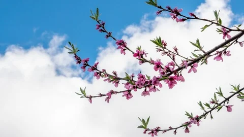 Clouds flow over beautiful spring flowers on tree branch Stock Footage 107772114