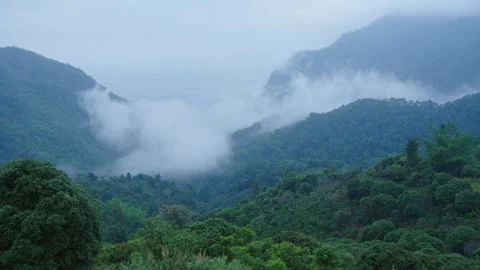 Clouds flowing in the forest valley in the early morning Stock Footage 313343959