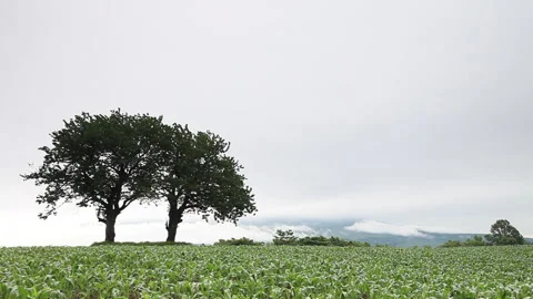 Clouds Flowing Over the Field Vidéo 332478303