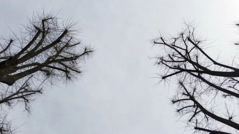 Clouds flowing over the trees Stock Footage 232684460