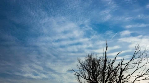 Clouds flowing through winter branches. time lapse. Vidéo 145889805