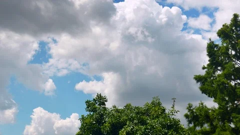 Clouds fly across blue sky, waving tree benches, 4k Title background Stock Footage 116135872