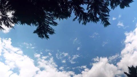 Clouds fly across a royal blue sky, waving tree benches, 4k Stock Footage 116136479