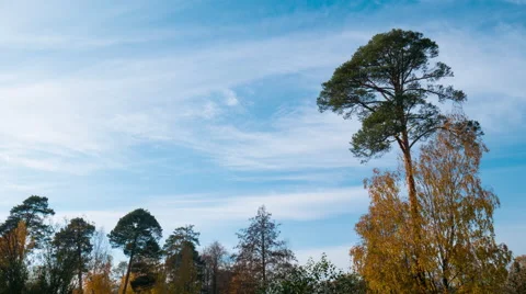 Clouds fly over Autumn trees in the park. 4K Time-lapse Stock-Footage 56676067
