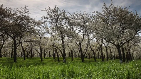 Clouds fly over an orchard of trees Time-Lapse Stock Footage 78602781