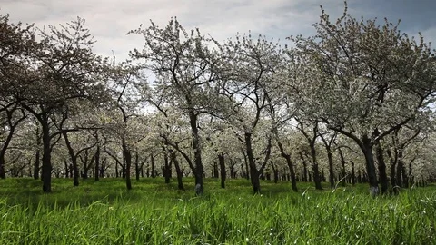 Clouds fly over an orchard of trees Stock Footage 78602787