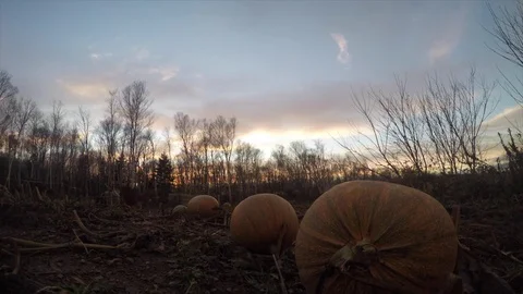 Clouds fly over a pumpkin field at dusk 스톡 동영상 70062427
