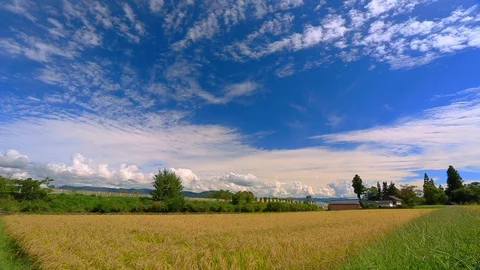 Clouds fly over the rice field. Time Lapse. Stock Footage 95124544