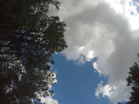 Clouds fly over the tops of pine trees Stock Footage 50374074