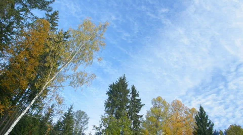Clouds flying on blue sky and autumn forest time-lapse Stock Footage 874126