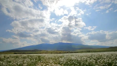 Clouds flys on Chamomile blossom field Stock Footage 134628665