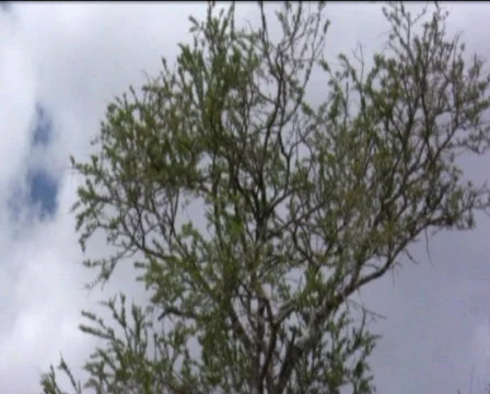 Clouds   Stock Footage 558759