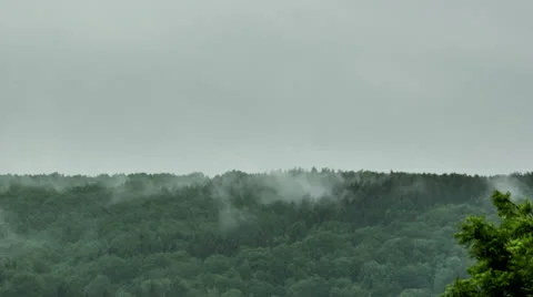 Clouds in the Forest Stock Footage 24506765