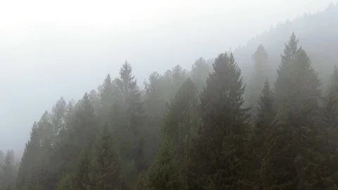 Clouds in the forest Stock Footage 114173201