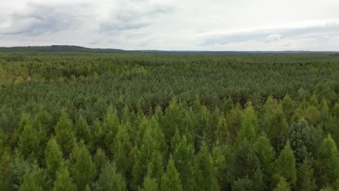 Clouds in the forest Stock Footage 255963144