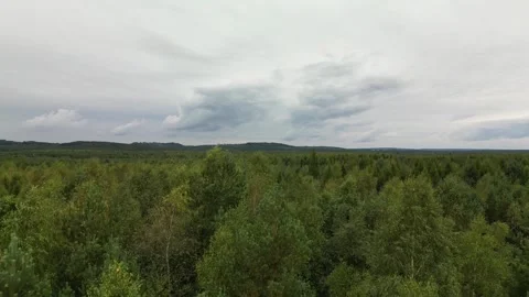 Clouds in the forest Stock Footage 255963234