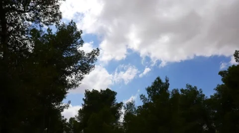 Clouds in the  Forest - time laps Stock-Footage 41773892