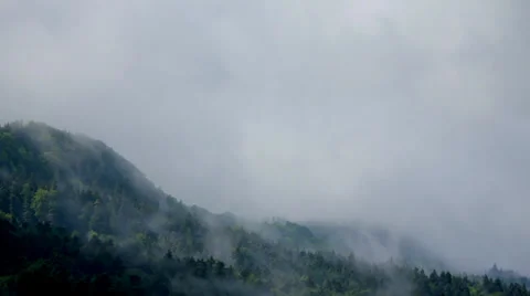 Clouds Forest.mp4 Stock Footage 29732909