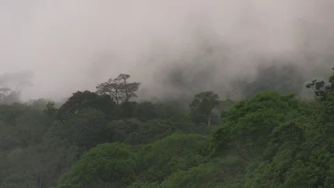Clouds forming above trees 01 스톡 동영상 82873835