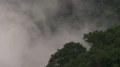 Clouds forming above trees 02 스톡 동영상 82874009