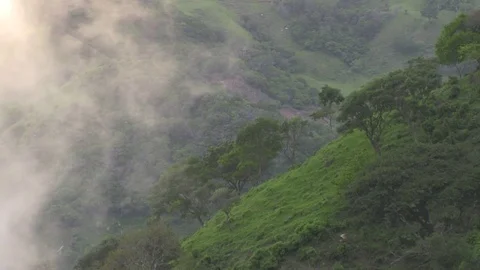 Clouds forming above trees 03 Stock-Footage 82874001