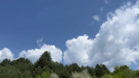 Clouds Forming Above Trees – Dynamic Sky and Nature Scene Stock Footage 308306551