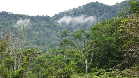 Clouds forming on the forest. Time lapse. Colombia. Stock Footage 106137711