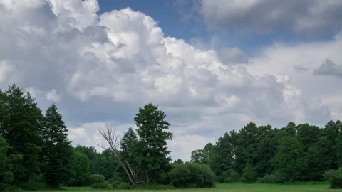 Clouds forming over forest glade with a dry dead tree in summer landscape Stock Footage 340657355
