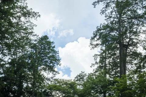 Clouds in the frame of dense trees 写真素材