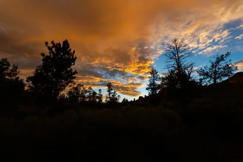 Clouds full of sunset colors drift over tall trees, creating a moody, dramati Stock Photos