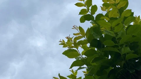 Clouds Going By Tree 스톡 동영상 128657458