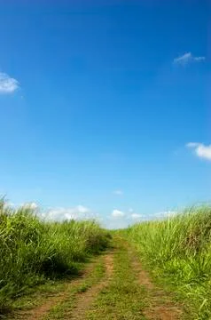Clouds grass 스톡 사진