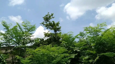 Clouds &amp; Green Foliage 動画素材 127078099