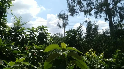 Clouds with Green Tree &amp; Leaves Stock Footage 160045334