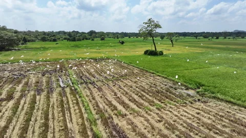 Clouds Hover Over A Lush Green Field With White Birds And A Lone Tree Stock Footage 302233669