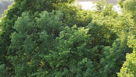 Clouds of insects flying in the park near the river. Stock Footage 110209719
