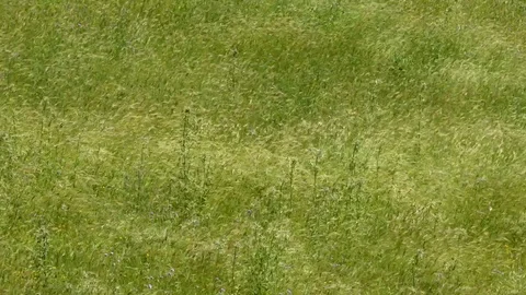 Clouds light changes on the mountain field Stock Footage 110903917