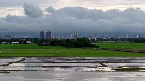 Clouds loom over wet rice fields Stock Footage 344810005