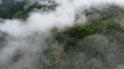 Clouds Of Mist Above The Forest Video stock 95727970