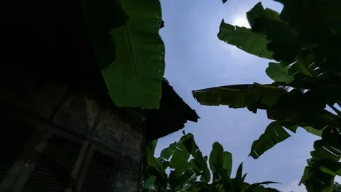 Clouds, moon, palm tree Stock Footage 107537561
