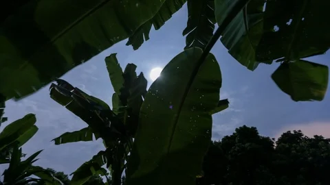 Clouds, moon, palm tree Stock Footage 107564381