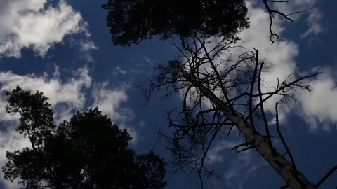 Clouds move above pine treetops with speed up Video stock 77101565
