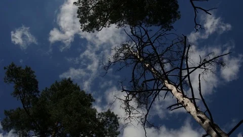 Clouds move above pine treetops Video stock 77101569