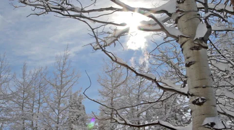 Clouds move above a snow covered Aspen tree Stock Footage 36317924