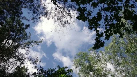 Clouds move above treetops Video stock 77102375