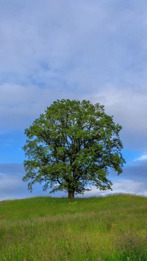 Clouds move across a blue sky, rural landscape Stock Footage 277868237