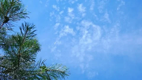 Clouds move across a blue sky with a green pine tree in the foreground during a Stock-Footage 325625354